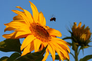 Chemicals; pesticides; bee landing on a sunflower