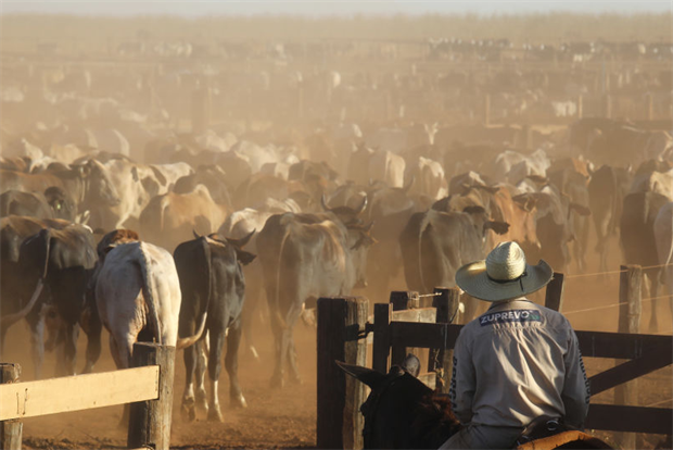 Cattle at a feed lot in the Amazon, Rondonia state, Brazil, 2017. The EU aims to stop driving global deforestation through commodity imports. Photo: Mario Tama/Getty Images