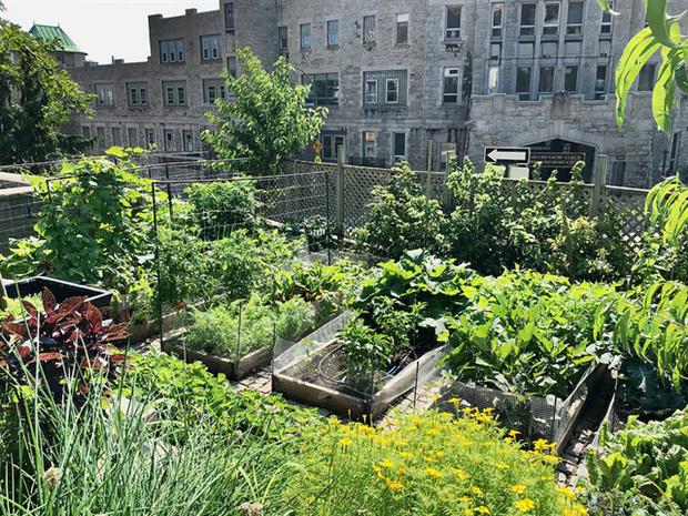 Agriculture - Urban garden (Sandra Cohen-Rose/Colin Rose)