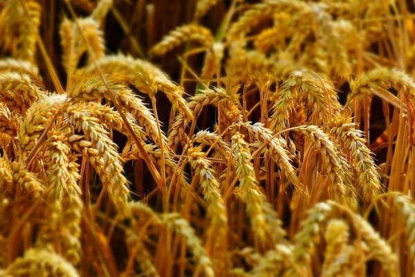 Biofuels - wheat