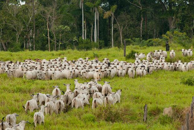 Cattle grazing in deforested land: Member states are worried the Mercosur deal could hasten the demise of the Amazon rainforest. Photo: Marco Antonio Rezende/Brazil Photos/LightRocket via Getty Images