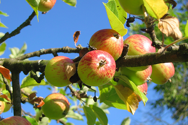 Nature, Apples (photograph: Pixabay)