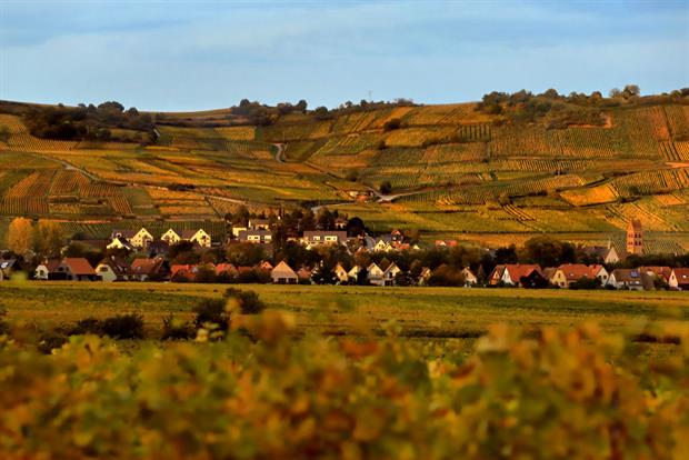Autumnal vinyards surrounding Sigolsheim in the Alsace region of eastern France. Campaigners fear reformed EU farming subsidies will fail to reverse halt farming's environmental impact. Photo: David Silverman/Getty Images