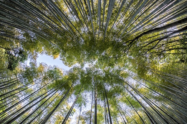 Nature - bamboo forest (Pixabay)