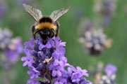 Nature, bumble bee (Credit: Karen Roe)