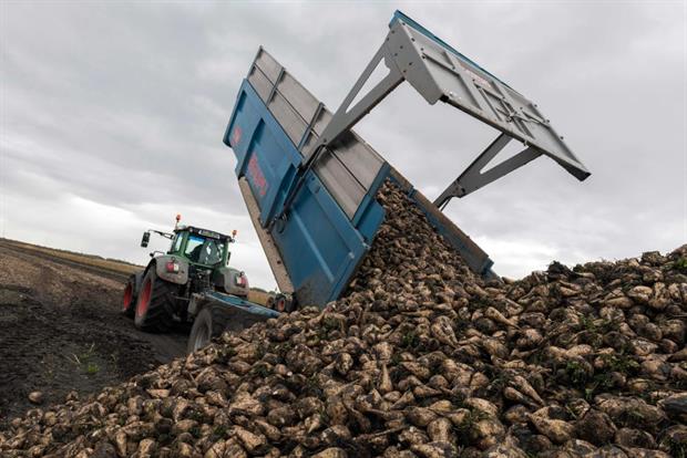 A farmer offloads sugar beet harvest in the Auvergne region, November 2019. Farmers warn that their crop is threatened by a virus carried by aphids. Photo by Thierry Zoccolan / AFP / Getty Images