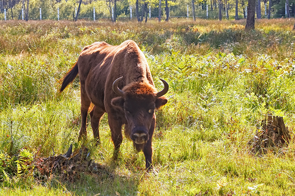 Nature, European bison (photograph: Alexxx Malev/Flickr)