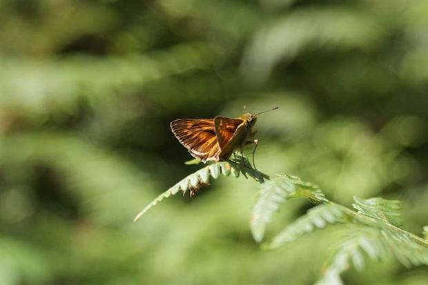 Economic case: the benefits of the EU Natura 2000 nature protection network are valued at €200-300 billion per year (image: Marina Mendes from Pixabay)
