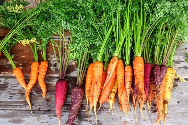Agriculture - organic crop carrots (Pixabay)