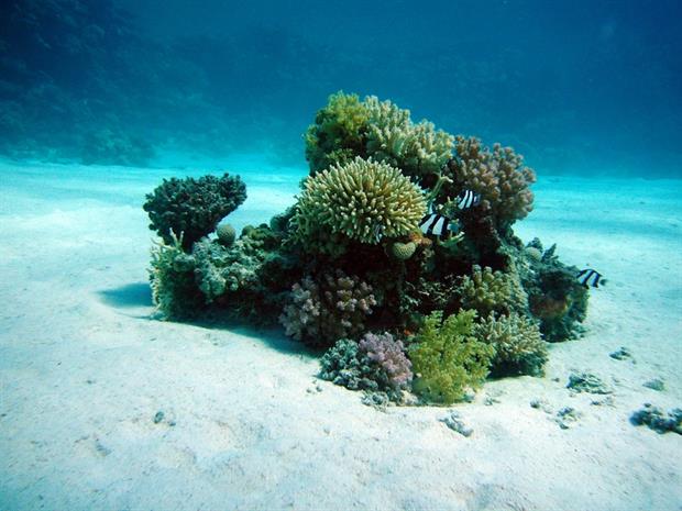 Biodiversity - Coral colony on ocean floor (Pixabay)