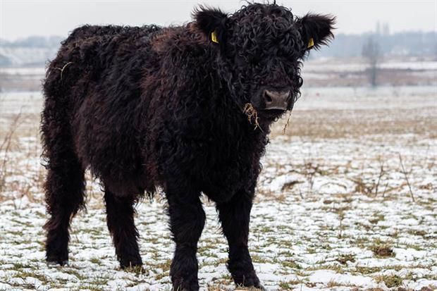 A cow in the Netherlands during a cold snap. EU farming subsidies remain a source of heated debate in Brussels. Photo: Romy Arroyo Fernandez/NurPhoto via Getty Images