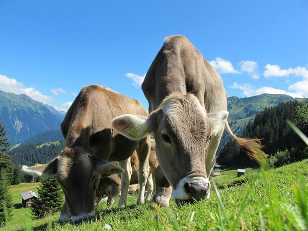 Agriculture - Cows grazing in Austria (Pixabay)