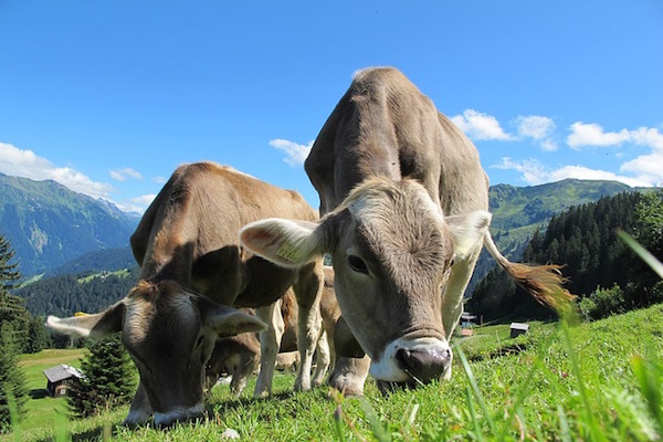 Agriculture - cows grazing (Pixabay)