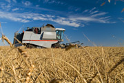 Farming, cereals