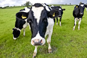 Farming, dairy cows
