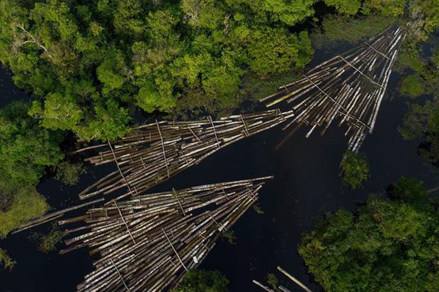 Aerial view of about 900 logs of wood seized by the Amazon Military Police that had been cut from the Amazon rainforest by illegal loggers (Photo by RICARDO OLIVEIRA/AFP via Getty Images)