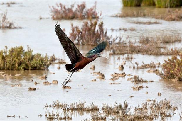 According to WWF, a thousand illegal wells are in operation in Doñana (Photo by Pascal TORDEUX/Gamma-Rapho via Getty Images)