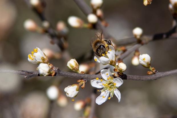 The commission placed restrictions on neonicotinoids in 2013, with a near total ban coming into force in 2018 (Photo by Nicolas Economou/NurPhoto via Getty Images)