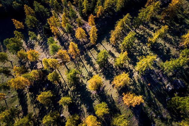 The new Forest Strategy forms part of the ‘Fit for 55’ legislative package (Photo by FABRICE COFFRINI/AFP via Getty Images)
