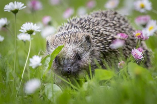 The European hedgehog, once common, has seen precipitous declines in recent years. Image: Erik Karits / Pixabay