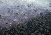 Forest, Brazil