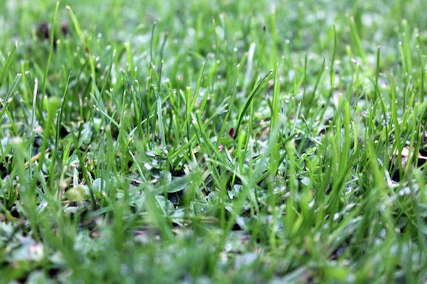 Nature - grass (Pixabay)