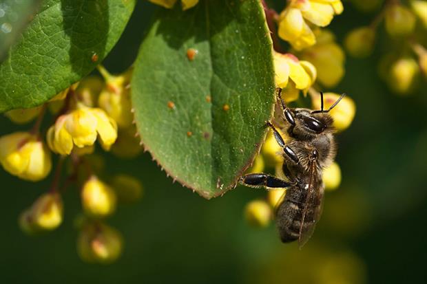 Bees, butterflies and other insects are vanishing from our landscapes, green groups warn (Photo by: Education Images/Universal Images Group via Getty Images)