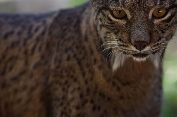 Endangered species: green groups and MEPs want the EU to adopt binding biodiversity targets (Photo by Jorge Sanz/Pacific Press/LightRocket via Getty Images)