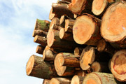 Wood, logging