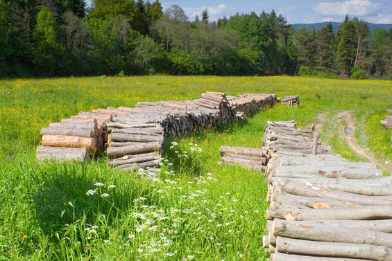 Nature: logs stacked in field near trees in Poland