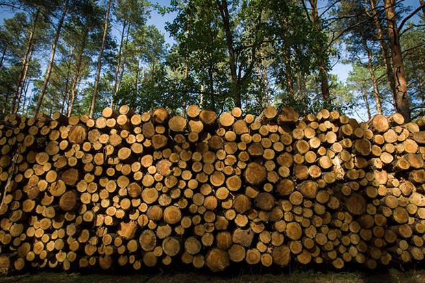 Assessment: the study identifies an upward trend in the use of woody biomass in the past 20 years (Photo by Jaap Arriens/NurPhoto via Getty Images)