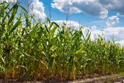 Crop, maize (credit: Maksym Narodenko/123RF)