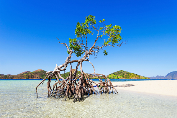 Climate / Nature: Single mangrove on tropical island beach (photograph: Andrey Khrobostov/123RF)