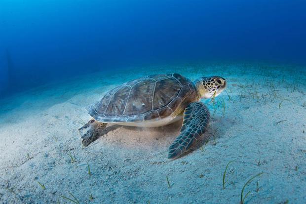 The Biodiversity Strategy states that 30% of the EU’s land and seas should be designated as protected areas by 2030 (picture: Tahsin Ceylan / Anadolu Agency)