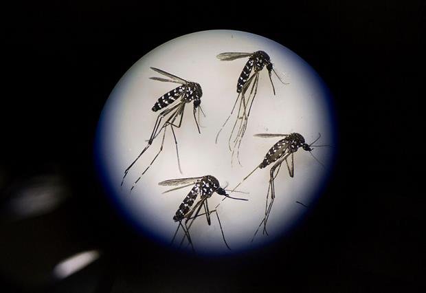 Adult female mosquitos are seen uder a microscope at a Sun Yat-Sen University-Michigan University joint centre in Guangzhou, China. Photo: Kevin Frayer/Getty Images