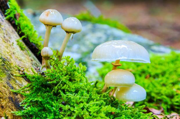 Biodiversity: strategy expected to seek to designate 30% of land and sea in Europe as protected areas (Photo by: VW Pics/Universal Images Group via Getty Images)