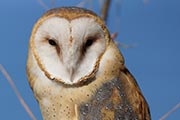 Nature, barn owl (credit: Randy Feuerstein/123RF)