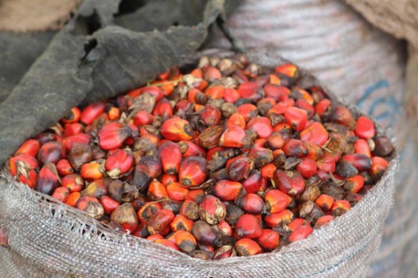 Palm oil nuts (Copyrirght_Carsten ten Brink)