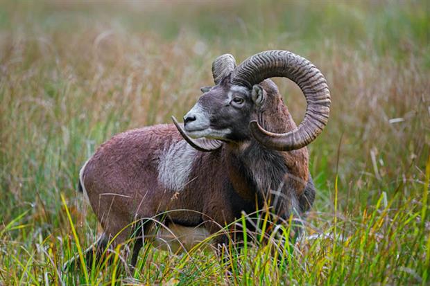 Biodiversity: strict protections for 10% of land and water are proposed (Photo by: Arterra/Universal Images Group via Getty Images)