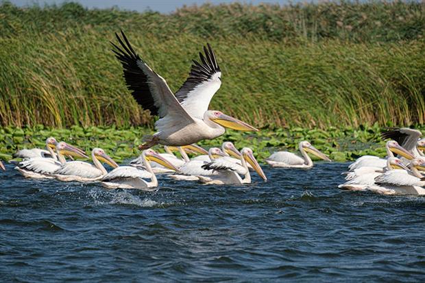 The Mahmudia wetland in Romania has seen an upsurge in tourism after nature restoration efforts. Photo: Andrei Prodan, Getty Images