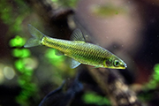 Nature, stone moroko fish (credit: wrangler/123RF)