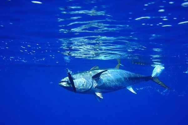 Nature - tuna swimming (Pixabay)