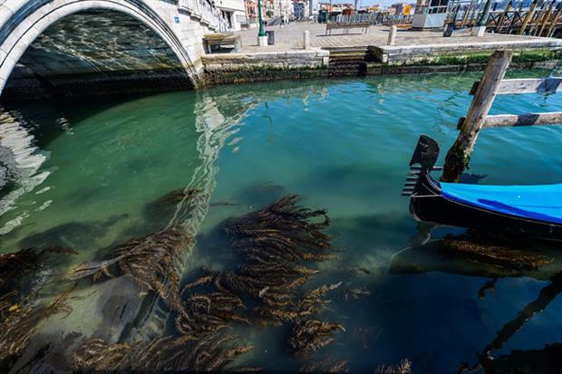 A view shows seaweed in clear waters in Venice on 18 March as a result of the stoppage of motorboat traffic, following the country's lockdown within the new coronavirus crisis (Photo by ANDREA PATTARO/AFP via Getty Images)