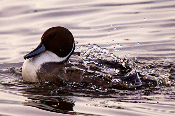 Nature, wetlands duck (photograph: Gidzy/Flickr)