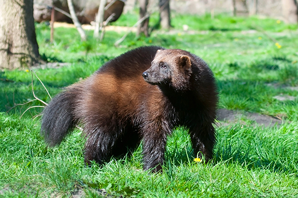 Nature, wolverine (photograph: Belizar/123RF)
