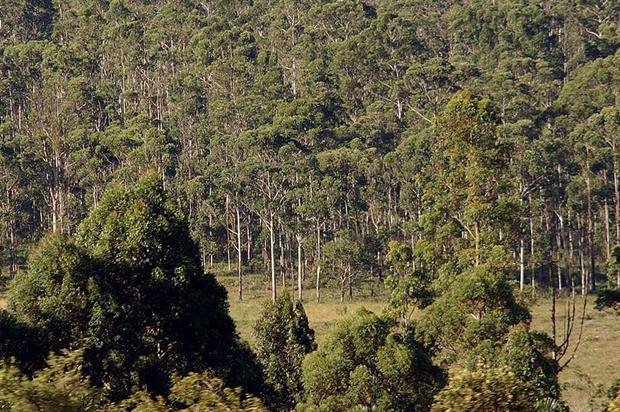 A eucalyptus plantation. Credit: CC BY 3.0 BR Agência Brasil