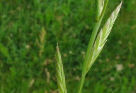 Italian rye-grass