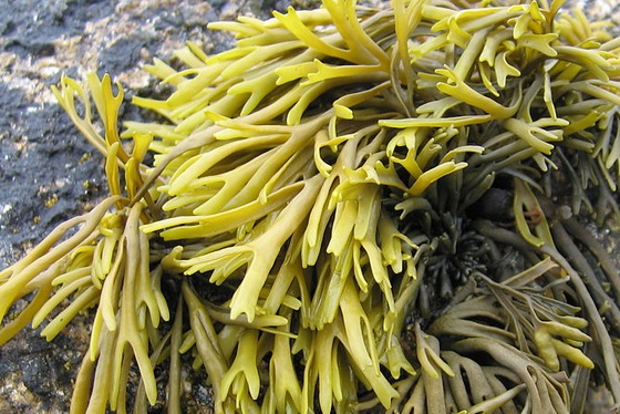 Seaweed Photo wikimedia.org