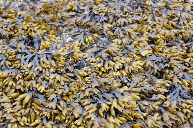 Seaweed is among the feedstocks projects could gain funding for 