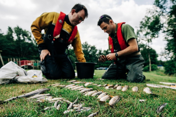 The digestate spill killed a huge number of fish. Photograph: Environment Agency